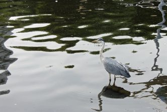 The Quay's majestic heron