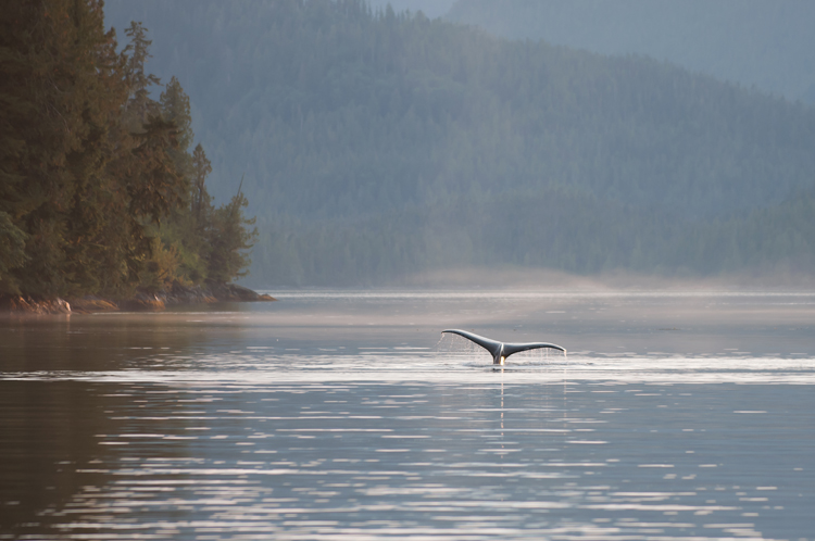Western Canada - humpback whale