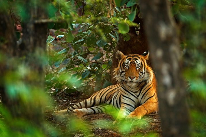 Indian tiger in Ranthambore. Credit: Ondrej Prosicky