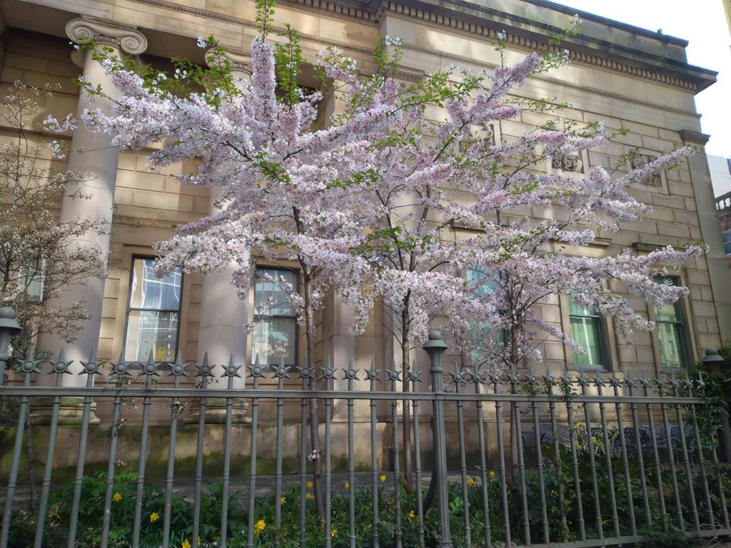 Manchester Art Gallery in bloom