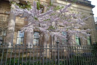 Manchester Art Gallery in bloom