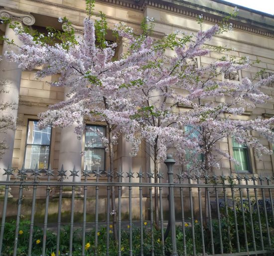 Manchester Art Gallery in bloom