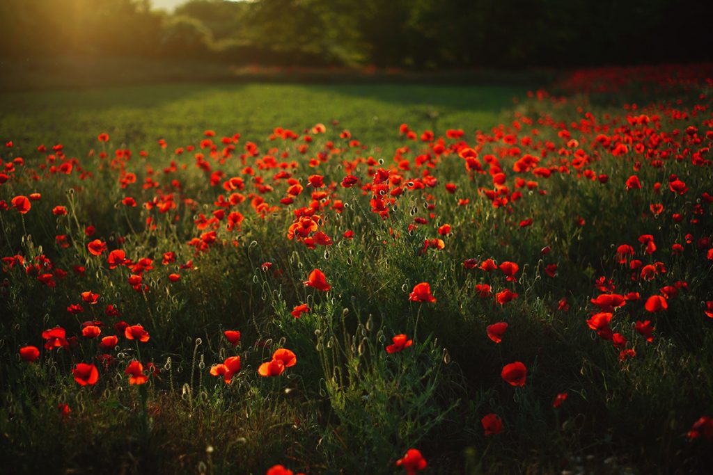 Field of Poppies.