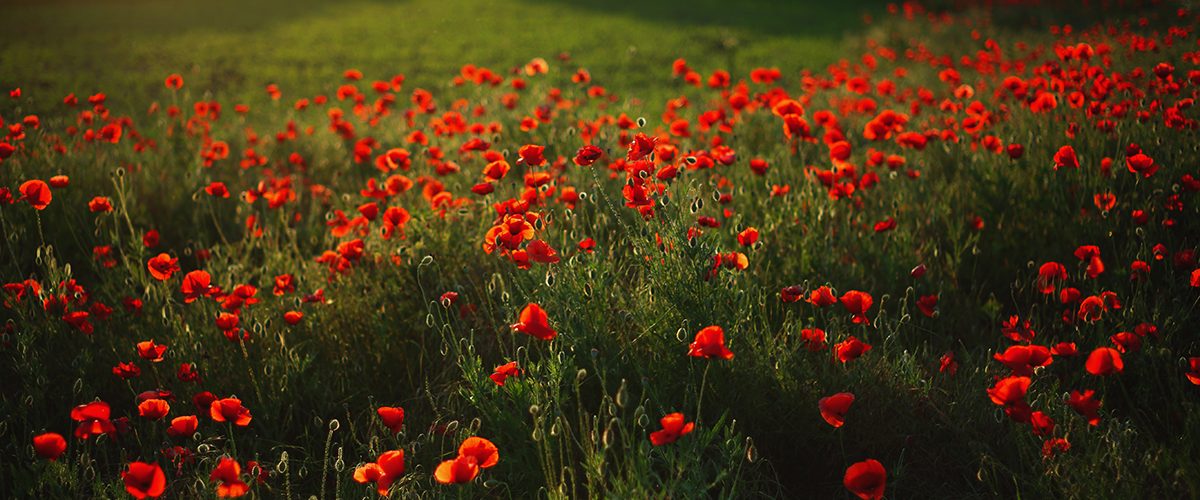 Field of Poppies.