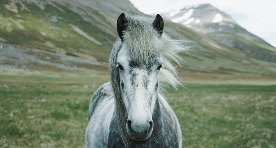 Gray horse. Photo by Oscar Nilsson on Unsplash