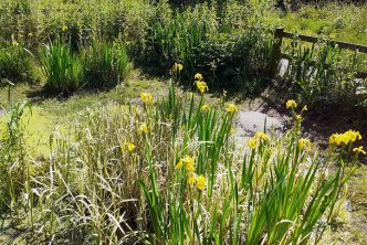 Longford Park in Stretford Reminded me of Giverny