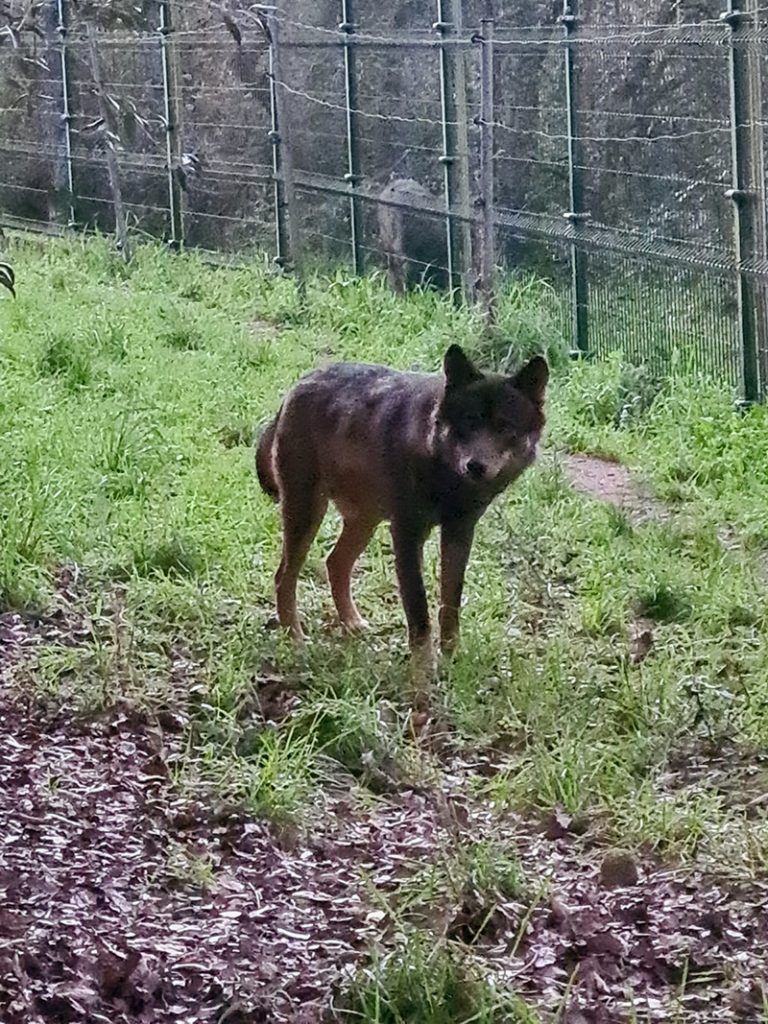 Wolf at Iberian wolf sanctuary, Lisbon