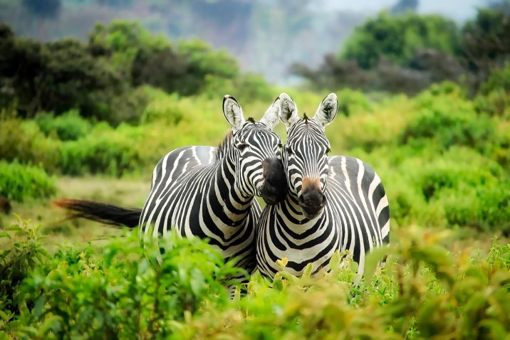 Zebras on safari