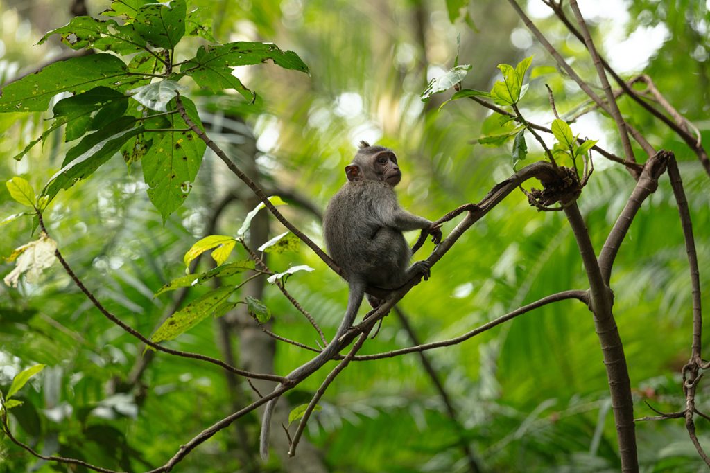 Jalan Monkey Forest, Ubud, Kabupaten de Gianyar, Bali.