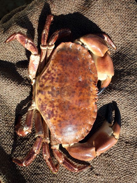 Norfolk Cromer crab