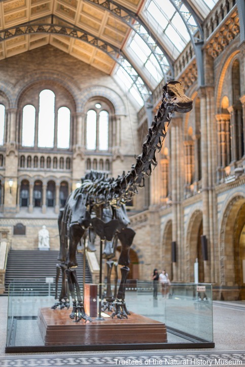 The Diplodocus exhibit Credit: Trustees of the Natural History Museum
