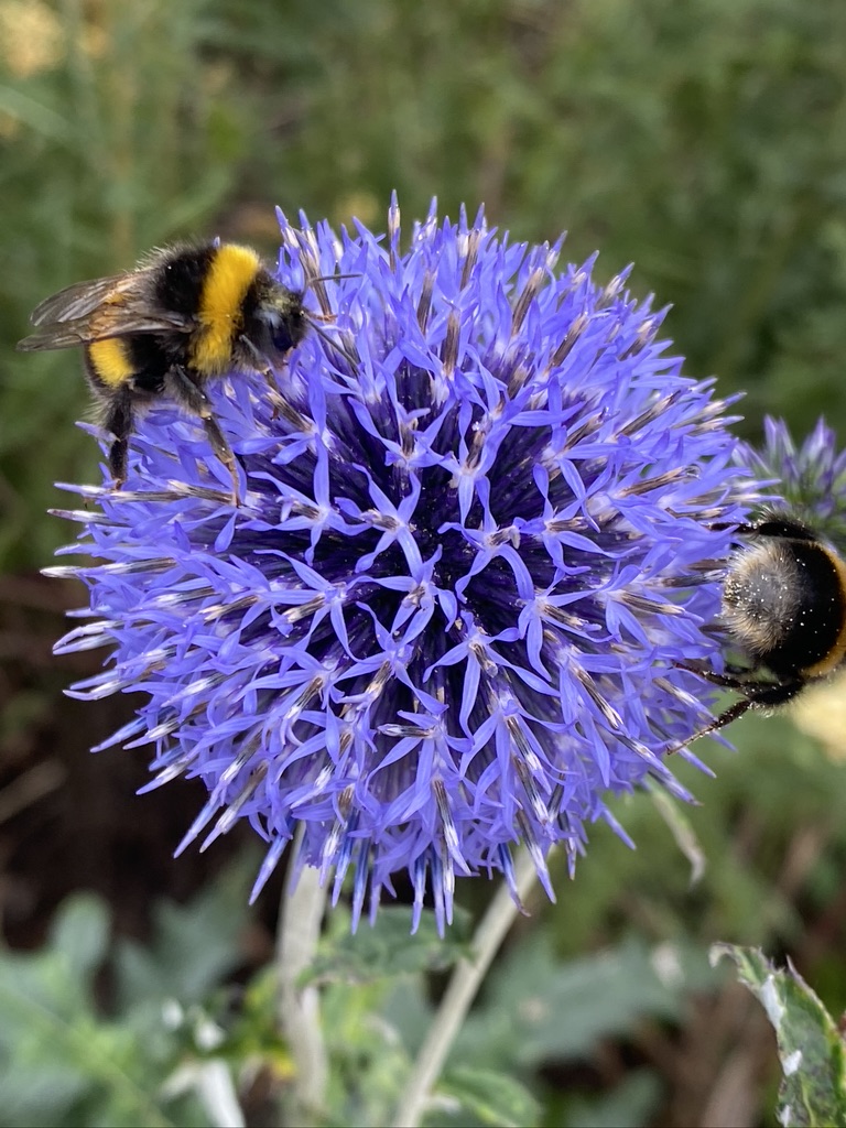 Bees at RHS Garden Bridgewater Photo Liz Ratcliffe 