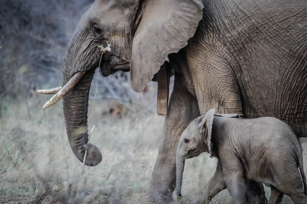 Elephants in the wild Photo by Casey Allen on Unsplash