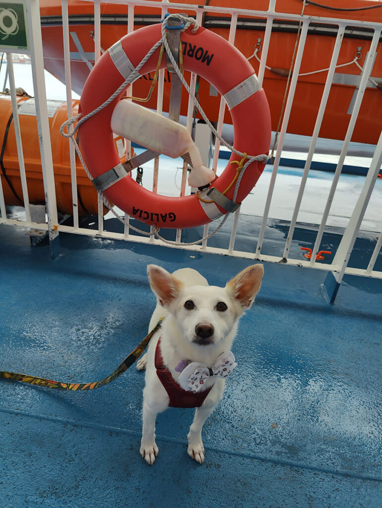 Ferry crossing Aisha wears her nautical bow