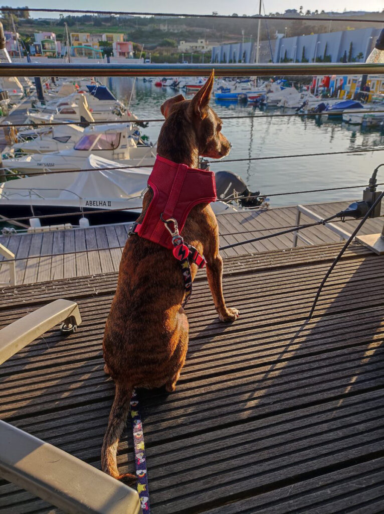 Melo in Albefuira Harbour