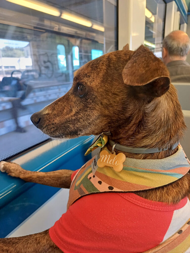 Melo travelling by train