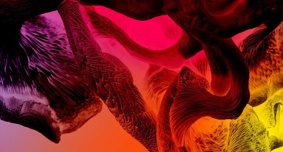 The Guardians of Living Matter