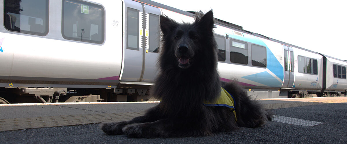Nya, TPE's Pets as Therapy Dog. Photo courtesy of Transpennine Express