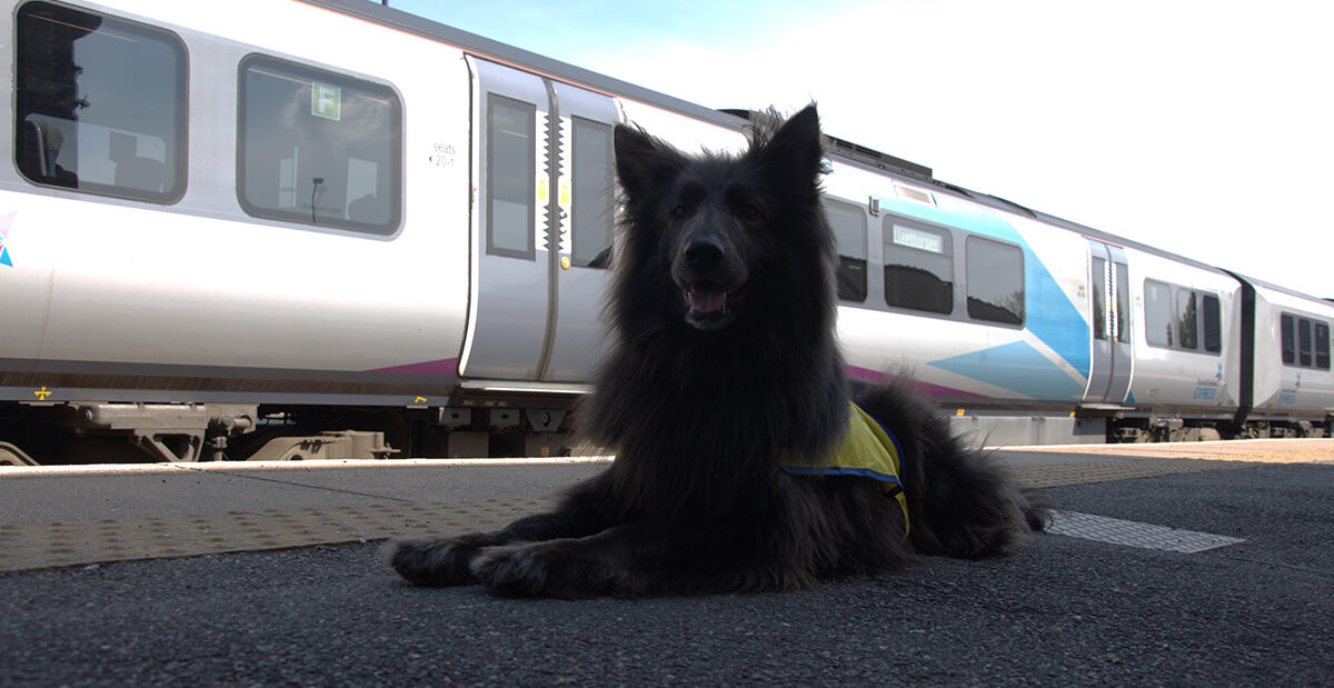 Nya, TPE's Pets as Therapy Dog. Photo courtesy of Transpennine Express