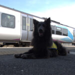 Nya, TPE's Pets as Therapy Dog. Photo courtesy of Transpennine Express