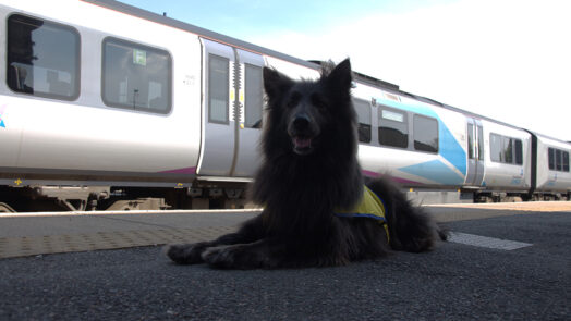 Nya, TPE's Pets as Therapy Dog. Photo courtesy of Transpennine Express