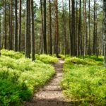 Kaberneeme, Harju County, Estonia. Photo by Maksim Shutov on Unsplash