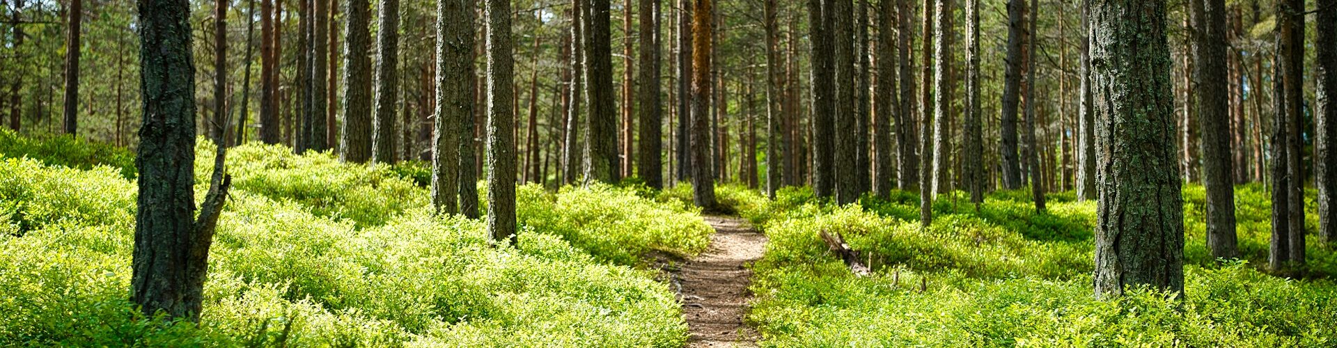 Kaberneeme, Harju County, Estonia. Photo by Maksim Shutov on Unsplash