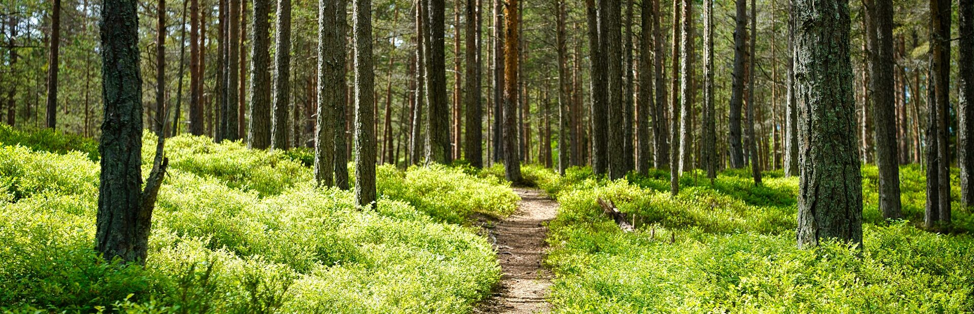 Kaberneeme, Harju County, Estonia. Photo by Maksim Shutov on Unsplash