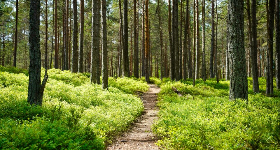 Kaberneeme, Harju County, Estonia. Photo by Maksim Shutov on Unsplash