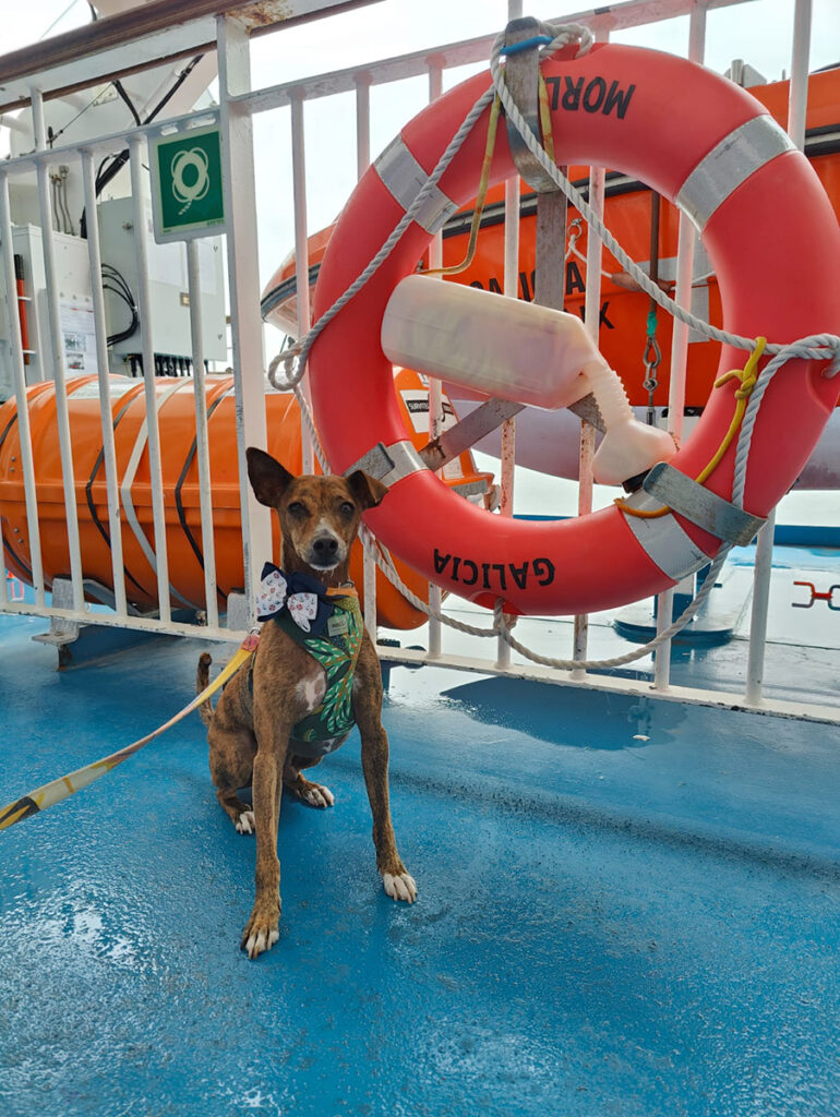 Ferry crossing Melo sporting his nautical bow
