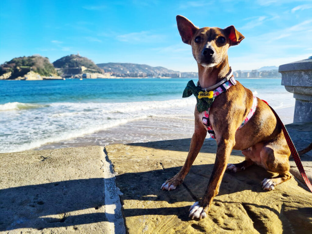 Melo in San Sebastian Spain